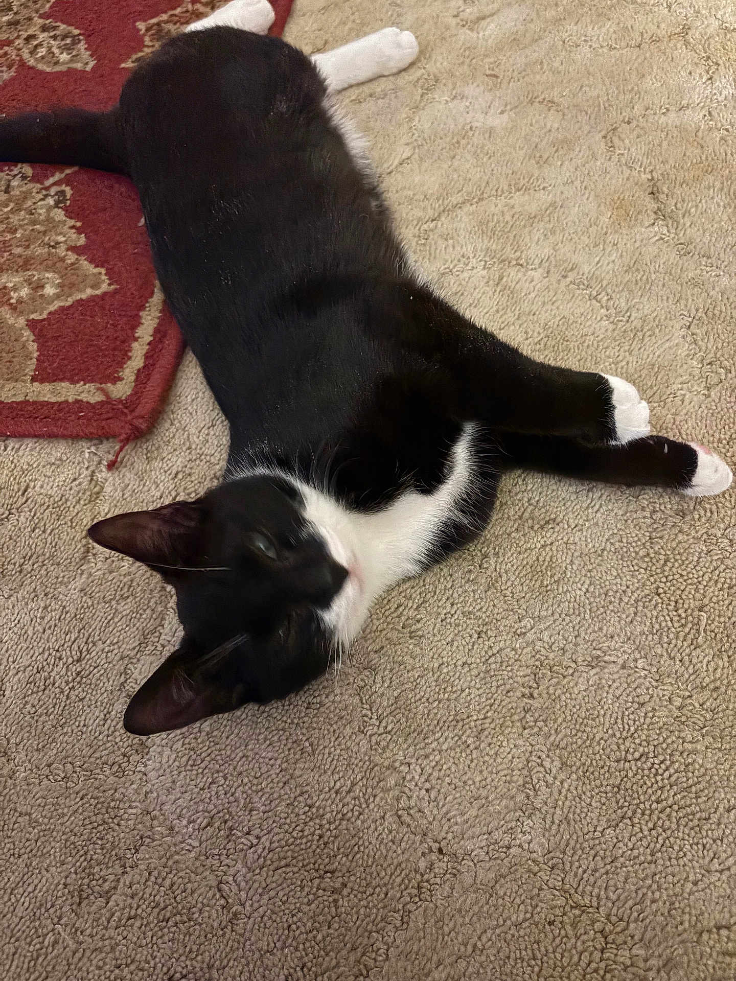 Snoopy joined the competition — help win amazing prizes! cat, black_and_white, carpet, rug, indoor, pet, animal, feline, laying_down, relaxed, whiskers, paws, ears, fur, floor, domestic, cute, resting, cozy, home