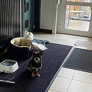 Milo Et Charly a rejoint le concours — aidez-le/la à gagner de superbes lots ! dog, small_dog, indoor, rug, pet_bed, water_fountain, tile_floor, glass_door, natural_light, patio, black_rug, white_dog, brown_dog, pet, home_interior, door, mat, resting, floor, window