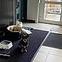 dog, small_dog, indoor, rug, pet_bed, water_fountain, tile_floor, glass_door, natural_light, patio, black_rug, white_dog, brown_dog, pet, home_interior, door, mat, resting, floor, window