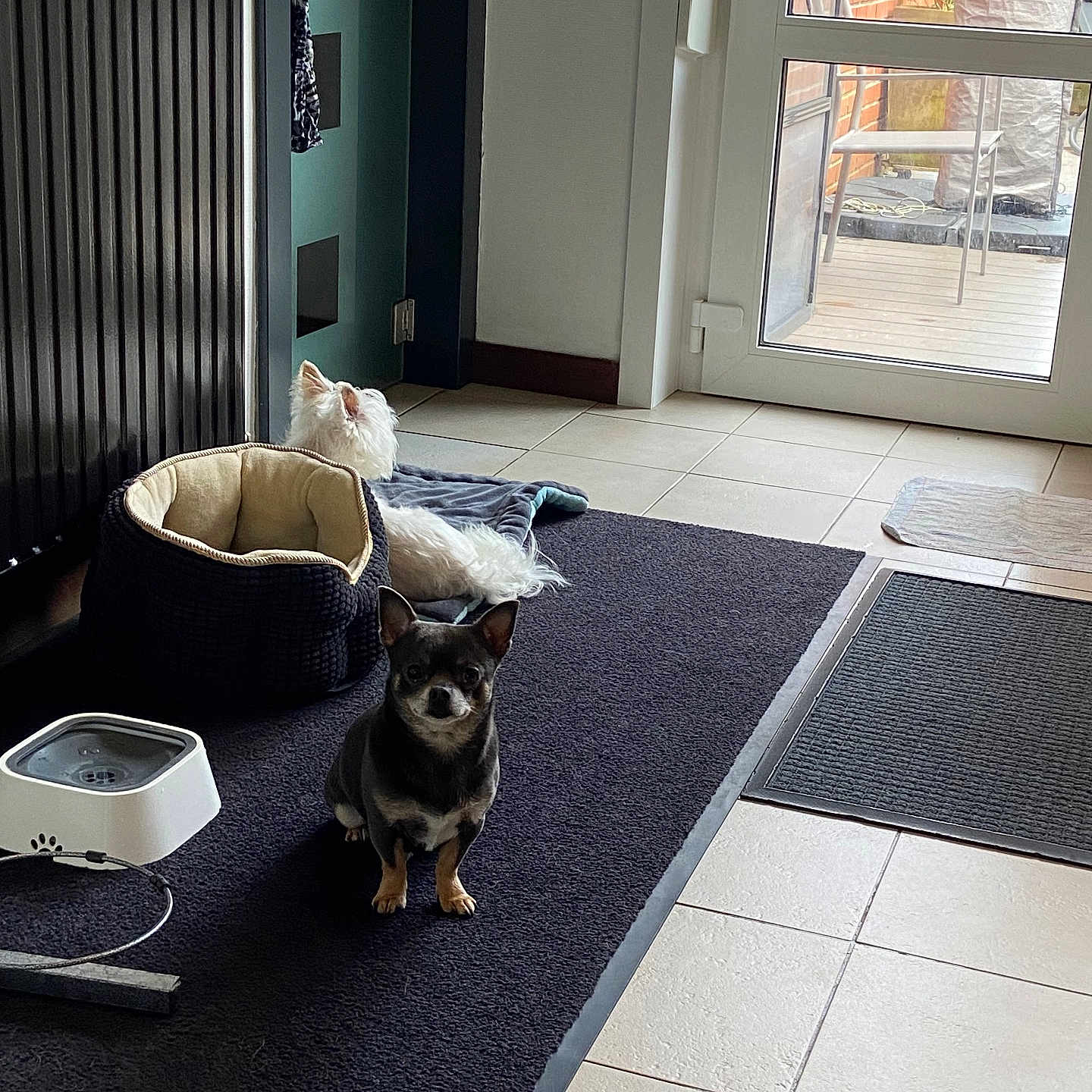 Milo Et Charly a rejoint le concours — aidez-le/la à gagner de superbes lots ! black_rug, brown_dog, dog, door, floor, glass_door, home_interior, indoor, mat, natural_light, patio, pet, pet_bed, resting, rug, small_dog, tile_floor, water_fountain, white_dog, window