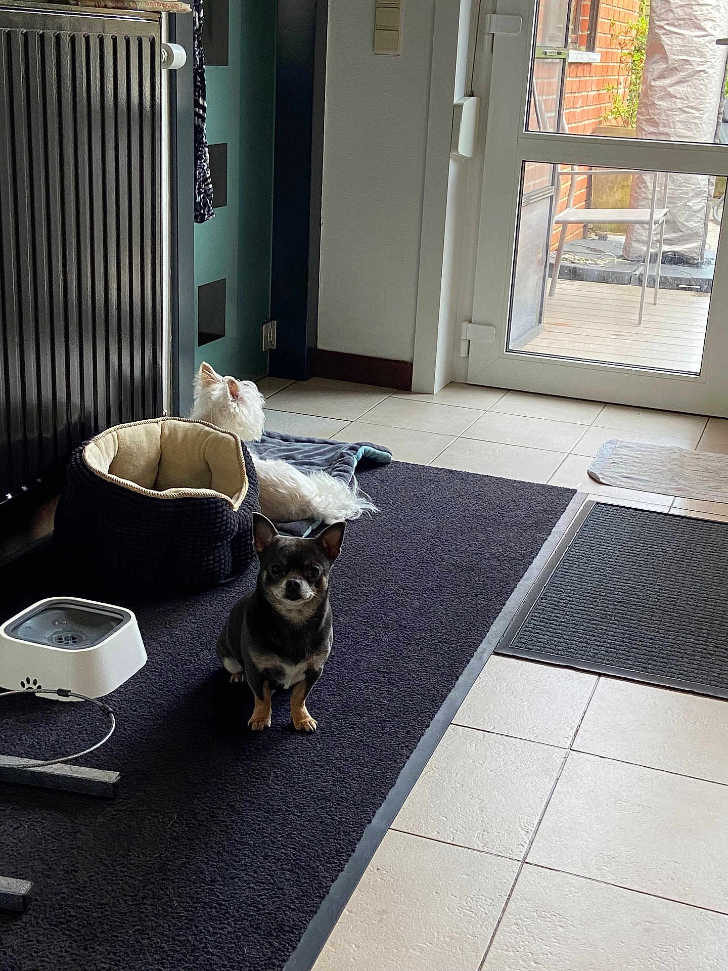 Milo Et Charly a rejoint le concours — aidez-le/la à gagner de superbes lots ! dog, small_dog, indoor, rug, pet_bed, water_fountain, tile_floor, glass_door, natural_light, patio, black_rug, white_dog, brown_dog, pet, home_interior, door, mat, resting, floor, window