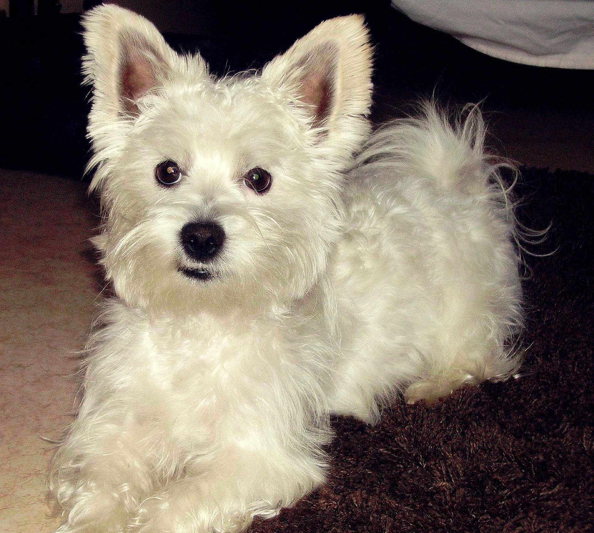 Charly