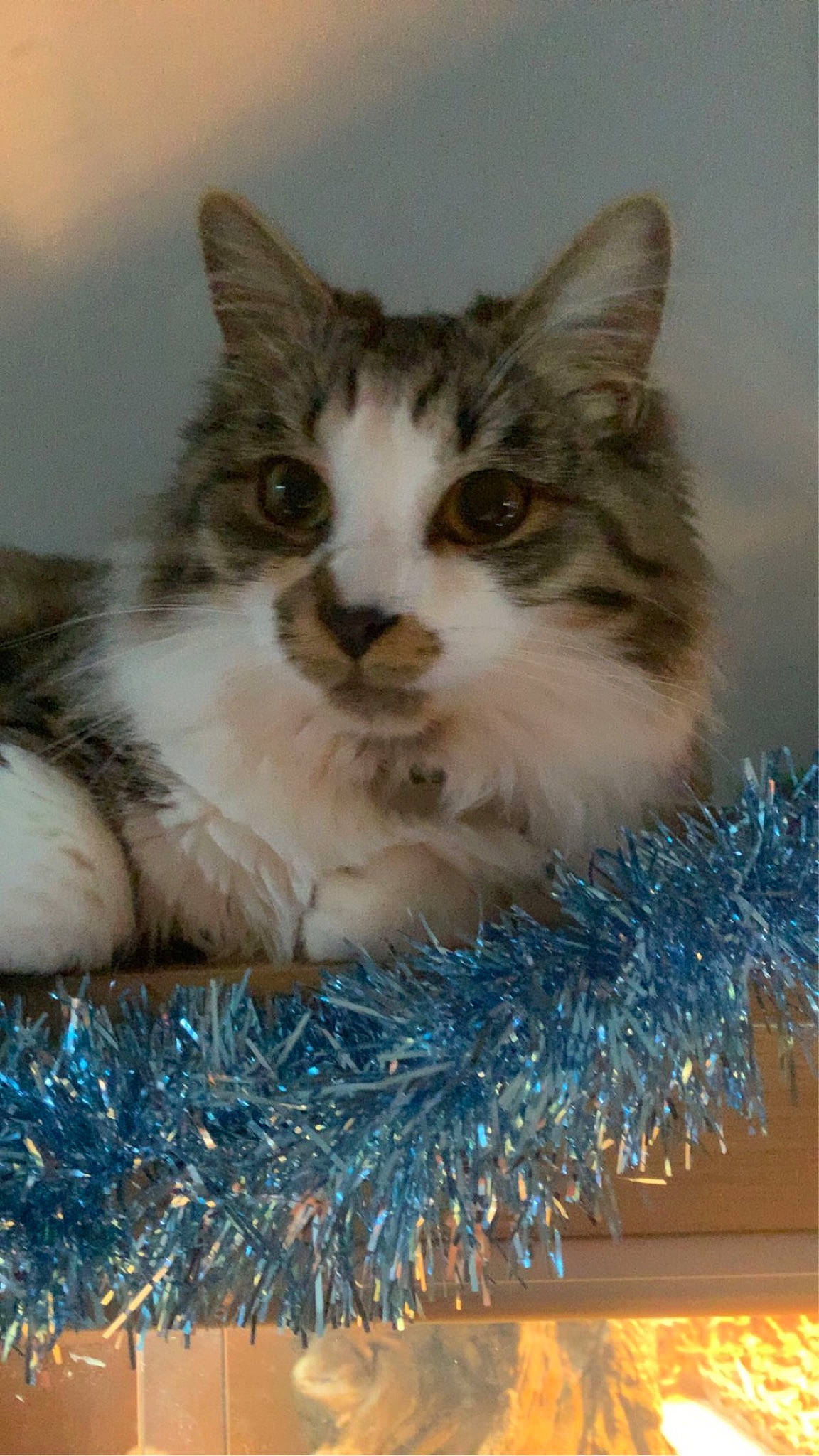 Bailey joined the competition — help win amazing prizes! box, carnivore, cat, cat_supply, claw, conifer, domestic_short_haired_cat, electric_blue, event, felidae, fur, holiday, paw, photo_caption, small_to_medium_sized_cats, snout, whiskers, window