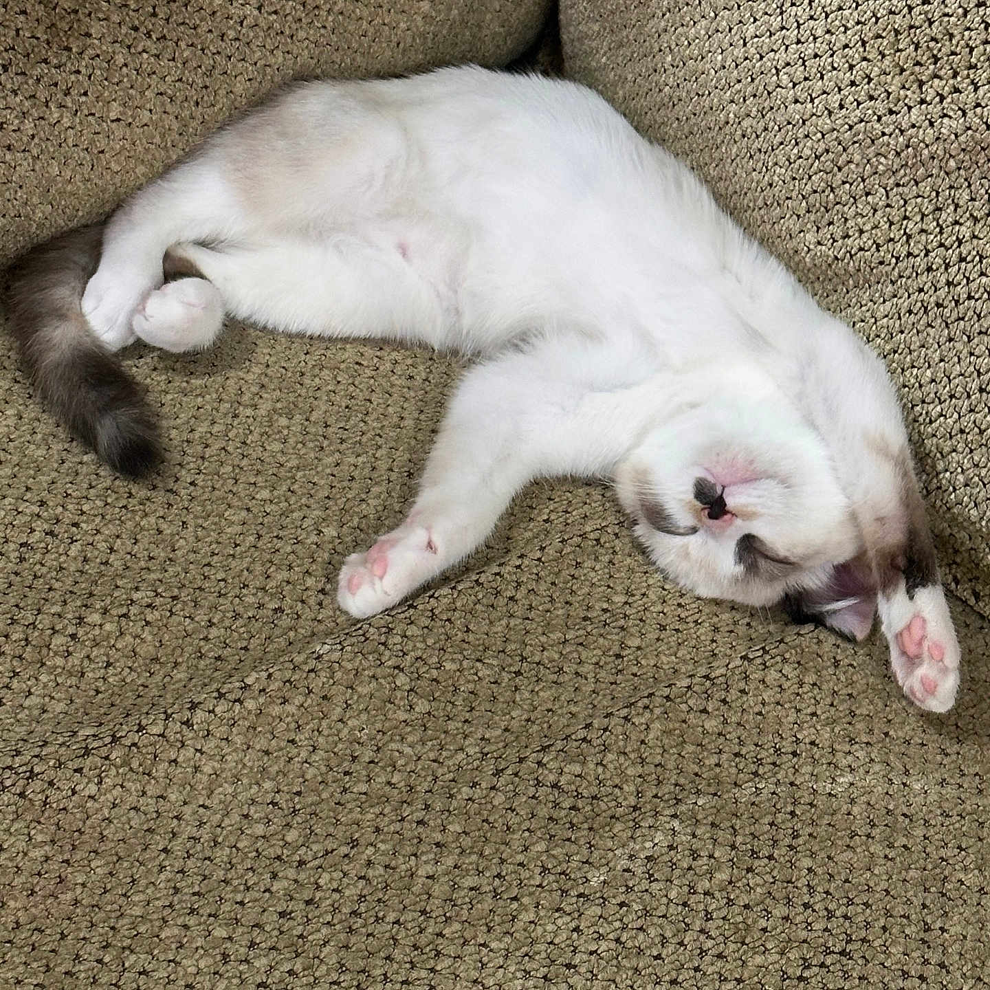 Espurr is registered to the contest to win money with this photo: animal, cat, couch, cozy, fur, furniture, gray_tail, home, indoor, paw, pet, pink_paw, relaxed, resting, sleeping, soft, stretching, texture, upside_down, white_cat