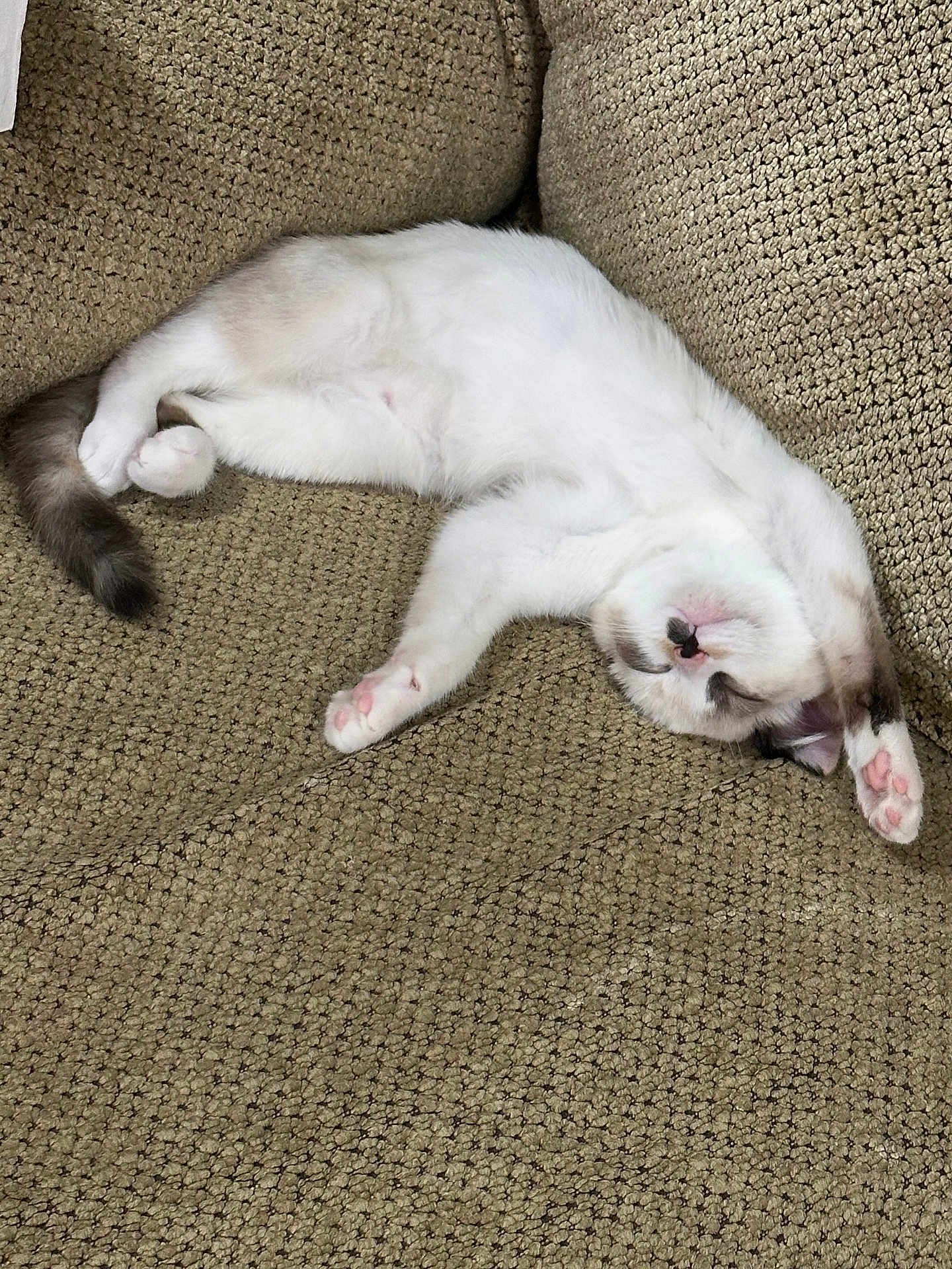 Espurr is registered to the contest to win money with this photo: cat, sleeping, couch, furniture, pet, relaxed, fur, indoor, cozy, resting, paw, pink_paw, white_cat, gray_tail, upside_down, stretching, soft, texture, home, animal