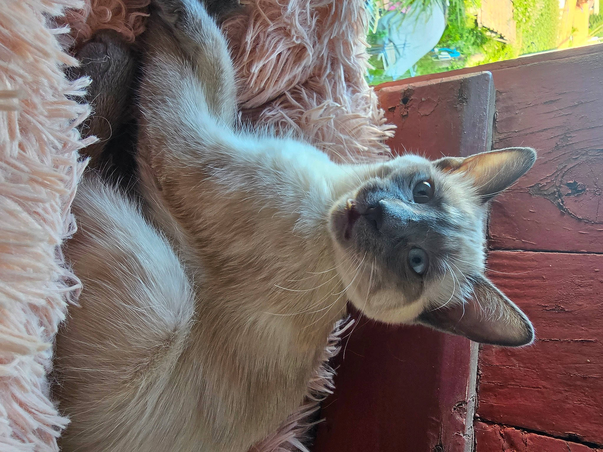 Izzy a rejoint le concours — aidez-le/la à gagner de superbes lots ! balinese, birman, carnivore, cat, claw, domestic_short_haired_cat, fawn, felidae, fur, paw, siamese, small_to_medium_sized_cats, snout, tail, terrestrial_animal, thai, toe, tonkinese, whiskers, window