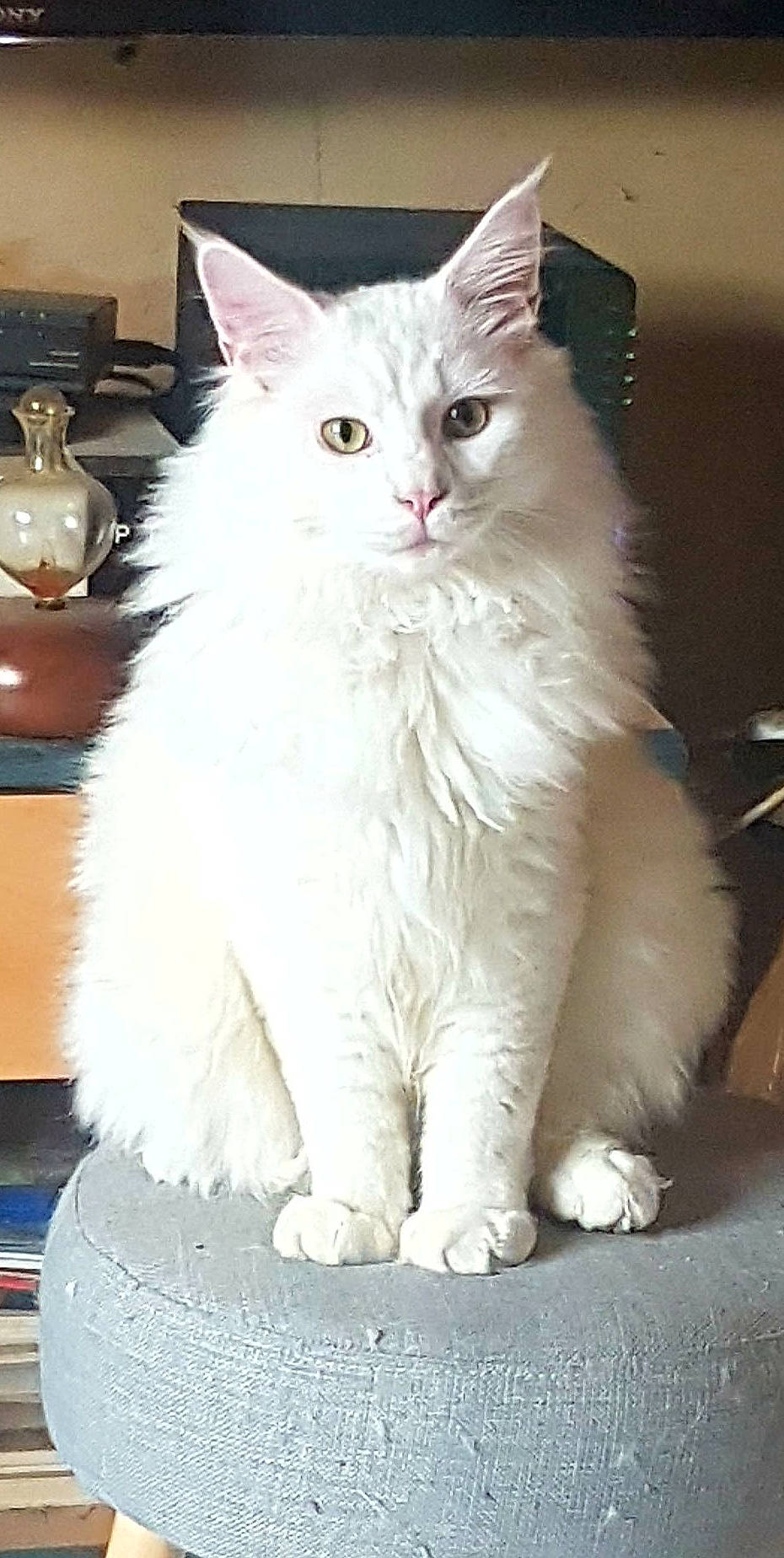 Havana participe au concours pour gagner de l'argent avec cette photo : asian_semi_longhair, british_semi_longhair, carnivore, cat, cymric, domestic_long_haired_cat, felidae, kitten, maine_coon, mammal, norwegian_forest_cat, persian, ragamuffin, ragdoll, siberian, small_to_medium_sized_cats, turkish_angora, turkish_van, vertebrate, whiskers