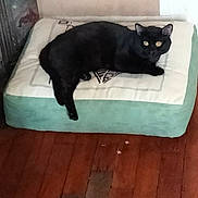 Chacal participe au concours pour gagner de l'argent avec cette photo : alert_eyes, animal, black_cat, cat, comfort, cozy, domestic_cat, feline, flooring, fur, home, indoor, mammal, pet, pet_bed, quiet, relaxed, resting, soft_bed, wooden_floor