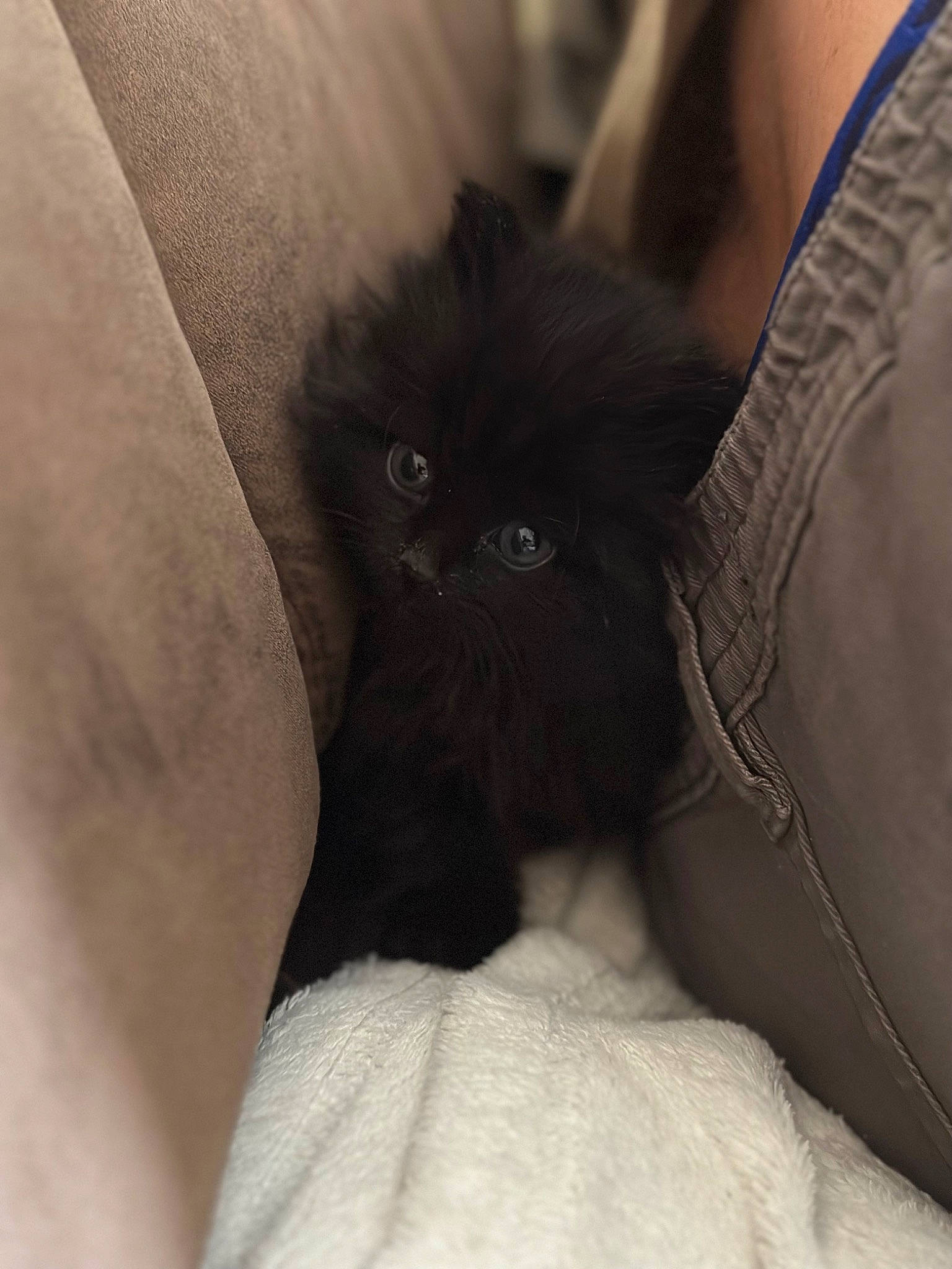 Punkie participe au concours pour gagner de l'argent avec cette photo : abdomen, bag, bed, black_cat, carnivore, cat, chest, cloud, comfort, felidae, fur, grey, human_leg, leg, sleeve, small_to_medium_sized_cats, snout, tail, thigh, whiskers