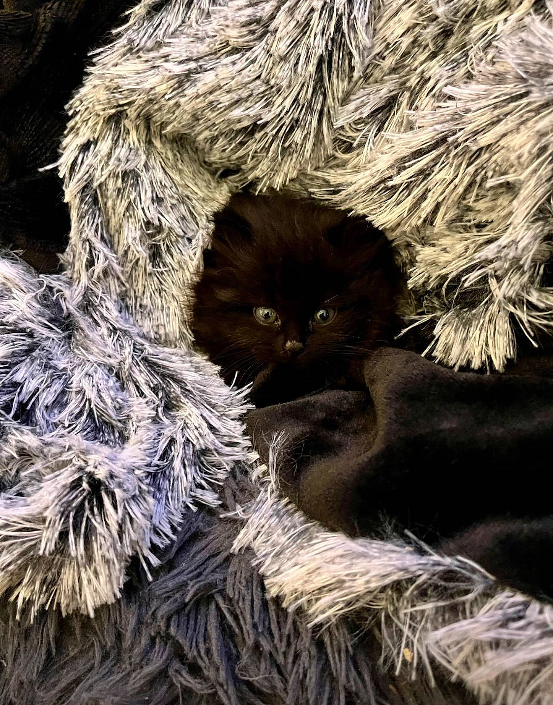 Punkie participe au concours pour gagner de l'argent avec cette photo : animal_product, art, carnivore, cat, claw, conifer, feather, felidae, fur, fur_clothing, hat, mammal, natural_material, organism, small_to_medium_sized_cats, snout, tail, twig, whiskers, wool