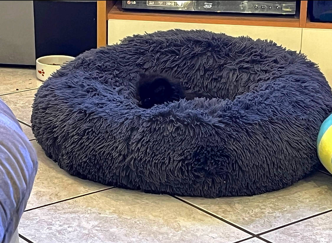 Punkie a rejoint le concours — aidez-le/la à gagner de superbes lots ! automotive_tire, automotive_wheel_system, comfort, electric_blue, flooring, fur, grass, natural_material, rectangle, rock, sporting_group, tire, wool