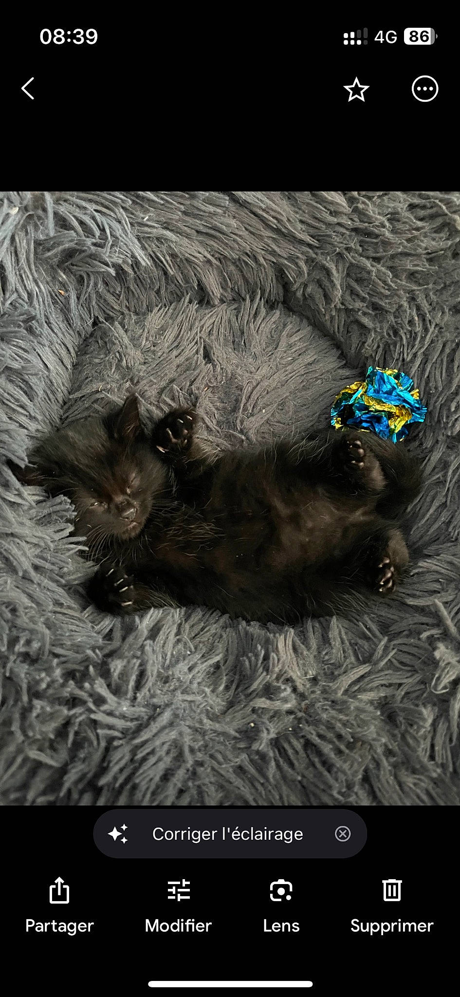 Punkie a rejoint le concours — aidez-le/la à gagner de superbes lots ! carnivore, cat, cat_bed, companion_dog, darkness, dog_breed, felidae, fur, grass, liver, organism, paw, photo_caption, small_to_medium_sized_cats, sporting_group, tail, terrestrial_animal, whiskers, wildlife, working_animal