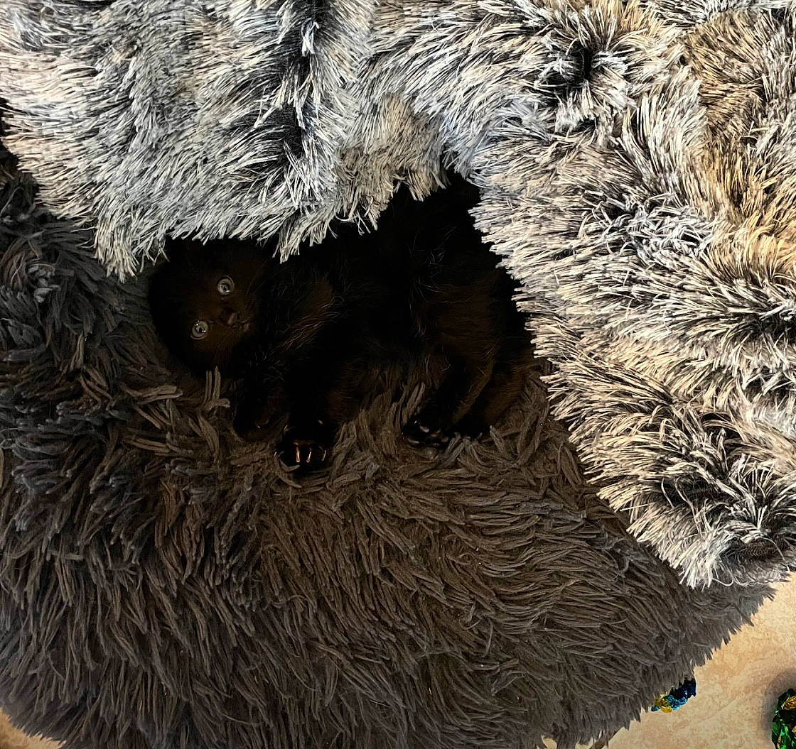 Punkie participe au concours pour gagner de l'argent avec cette photo : art, claw, door_mat, fur, natural_material, snout, tail, terrestrial_animal