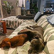 Okley Utess participe au concours pour gagner de l'argent avec cette photo : dog, sleeping, couch, living_room, blanket, plant, home_interior, pillow, furniture, relaxing, brown_dog, gray_dog, indoor, cozy, house, pet, rest, domestic, companion, quiet
