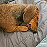 animal, bed, blanket, brown_dog, closeup, companion, cozy, dog, domestic_animal, ear, fur, indoor, napping, paw, pet, phone, relaxation, resting, sleeping, snout