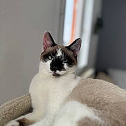 Channel a rejoint le concours — aidez-le/la à gagner de superbes lots ! cat, blue_eyes, fur, indoor, relaxed, lounging, beige, soft_surface, close_up, portrait, animal, pet, feline, whiskers, ears, face, window, blurred_background, cozy, resting