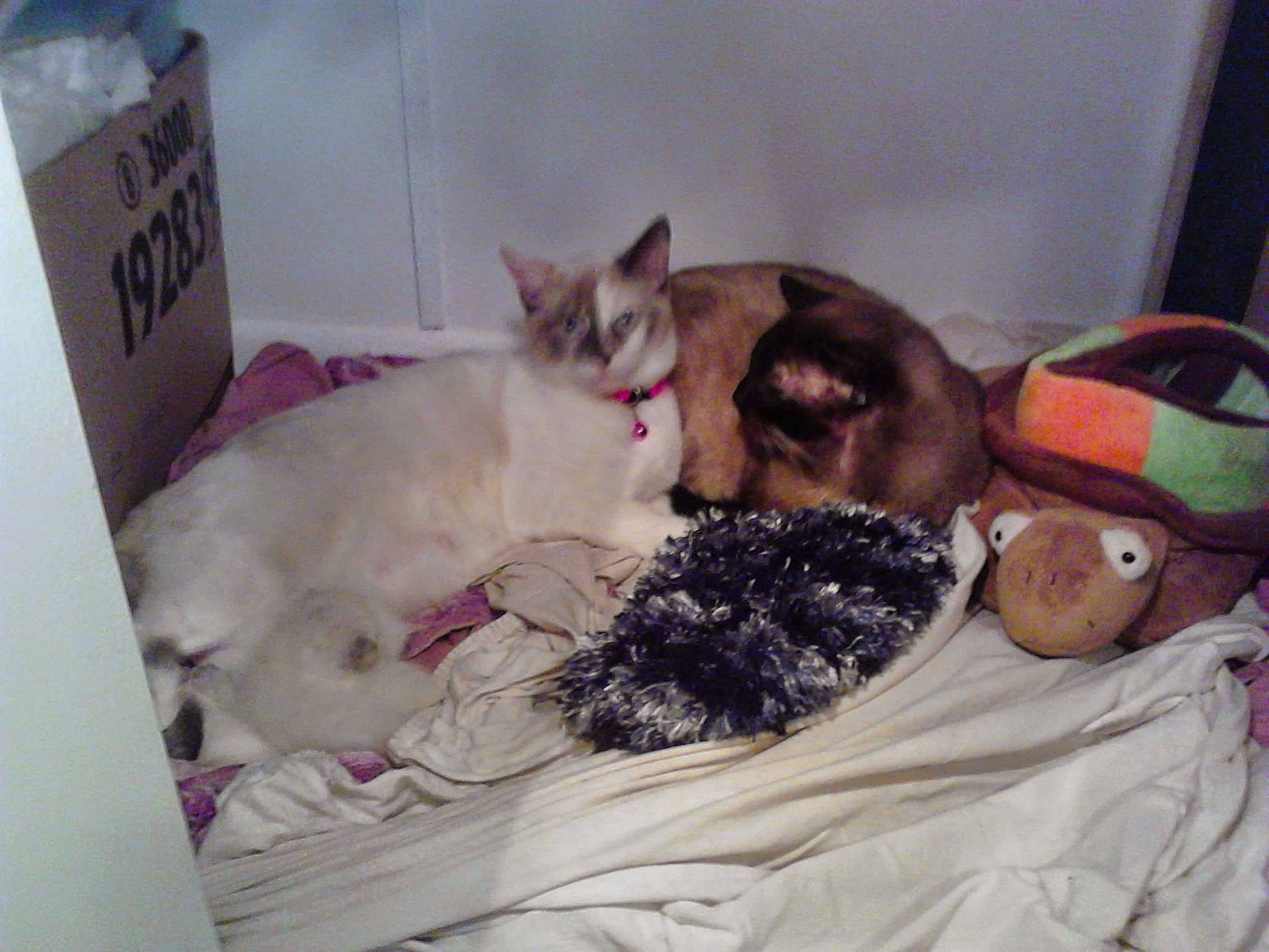 Mooches is registered to the contest to win money with this photo: bed, blanket, carnivore, cat, comfort, companion_dog, couch, domestic_short_haired_cat, fawn, felidae, fur, lap, linens, nap, paw, small_to_medium_sized_cats, tail, thai, whiskers