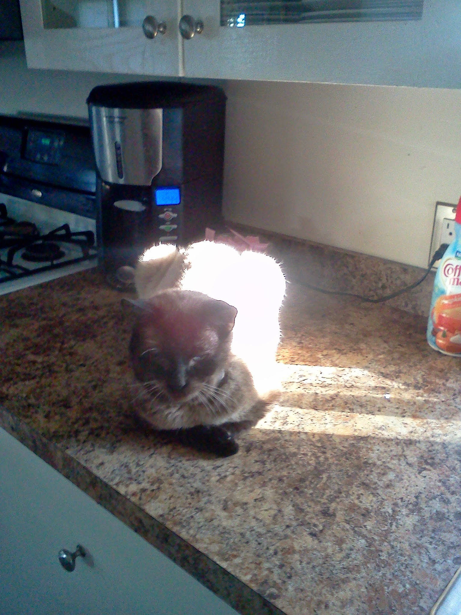 Mooches is registered to the contest to win money with this photo: carnivore, cat, companion_dog, cooktop, countertop, felidae, floor, flooring, gas, gas_stove, hardwood, home_appliance, kitchen, kitchen_appliance, kitchen_stove, small_to_medium_sized_cats, stove, tail, whiskers, wood