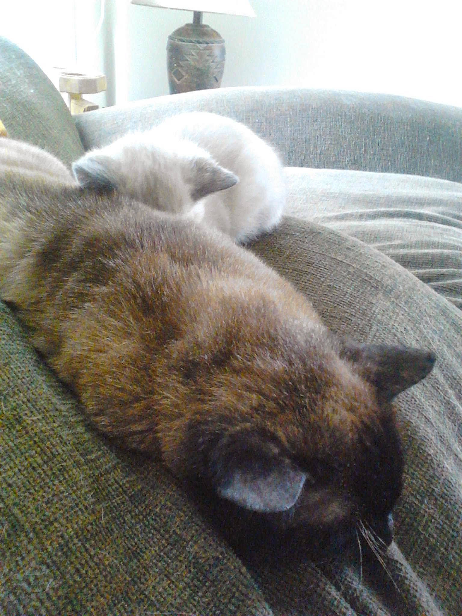 Mooches joined the competition — help win amazing prizes! carnivore, cat, claw, comfort, domestic_short_haired_cat, fawn, felidae, fur, grey, nap, siamese, sleep, small_to_medium_sized_cats, snout, tail, whiskers