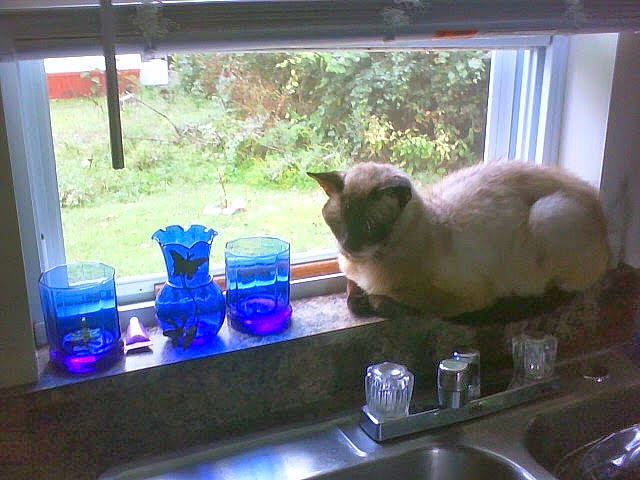 Mooches joined the competition — help win amazing prizes! balinese, carnivore, cat, countertop, electric_blue, felidae, glass, kitchen, kitchen_appliance, kitchen_sink, kitchen_stove, plant, plumbing_fixture, room, siamese, sink, small_to_medium_sized_cats, tap, whiskers, window