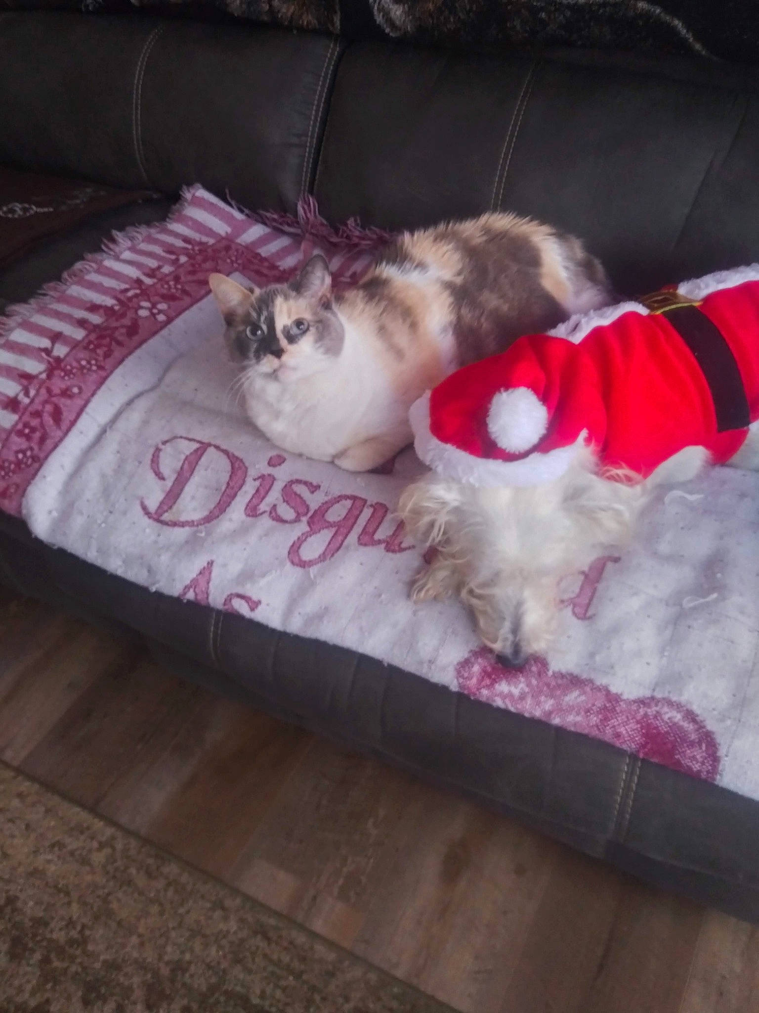 Casper is registered to the contest to win money with this photo: carnivore, cat, cloud, comfort, companion_dog, dog_breed, domestic_short_haired_cat, fawn, felidae, flooring, grey, hardwood, lap, linens, paw, pink, small_to_medium_sized_cats, tail, whiskers, wood