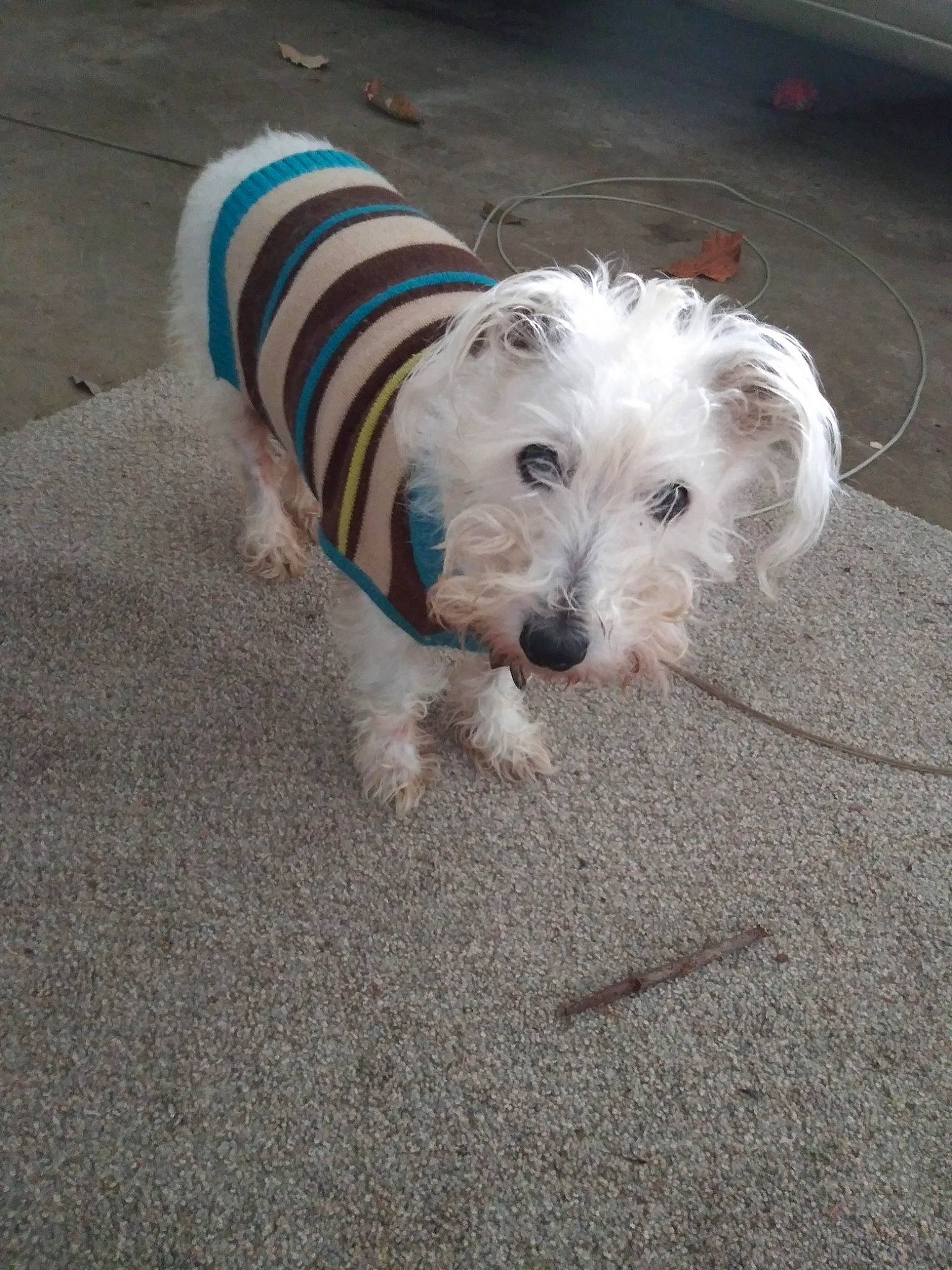 Casper is registered to the contest to win money with this photo: asphalt, canidae, carnivore, cockapoo, collar, companion_dog, dog, dog_breed, dog_collar, dog_supply, labradoodle, maltepoo, poodle_crossbreed, road_surface, shih_poo, small_terrier, snout, sporting_group, terrier, toy_dog