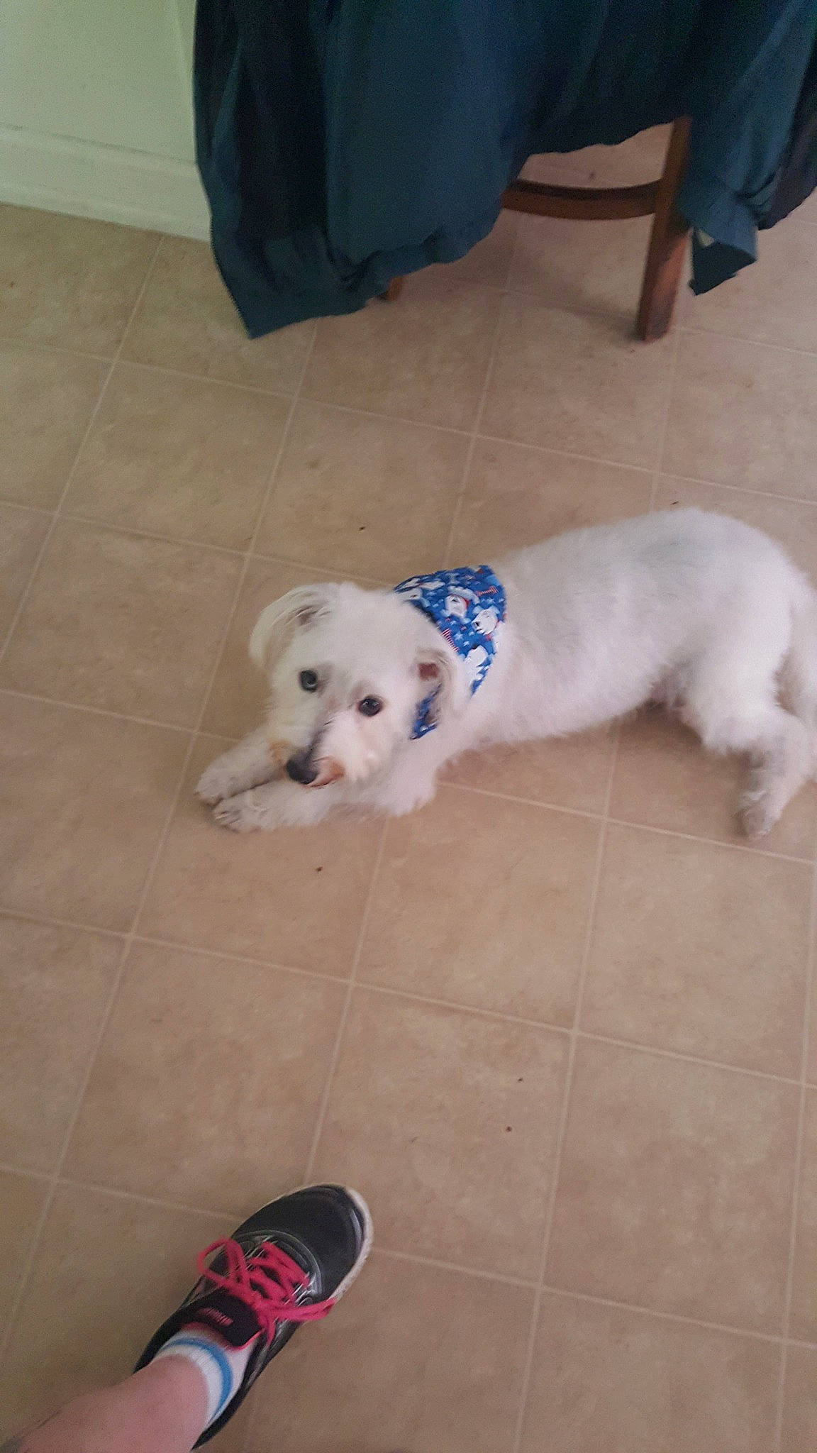 Casper joined the competition — help win amazing prizes! carmine, carnivore, companion_dog, dog, dog_breed, dog_supply, floor, flooring, foot, fur, hardwood, labradoodle, pet_supply, retriever, sporting_group, tail, tile, toy_dog, wood, working_animal