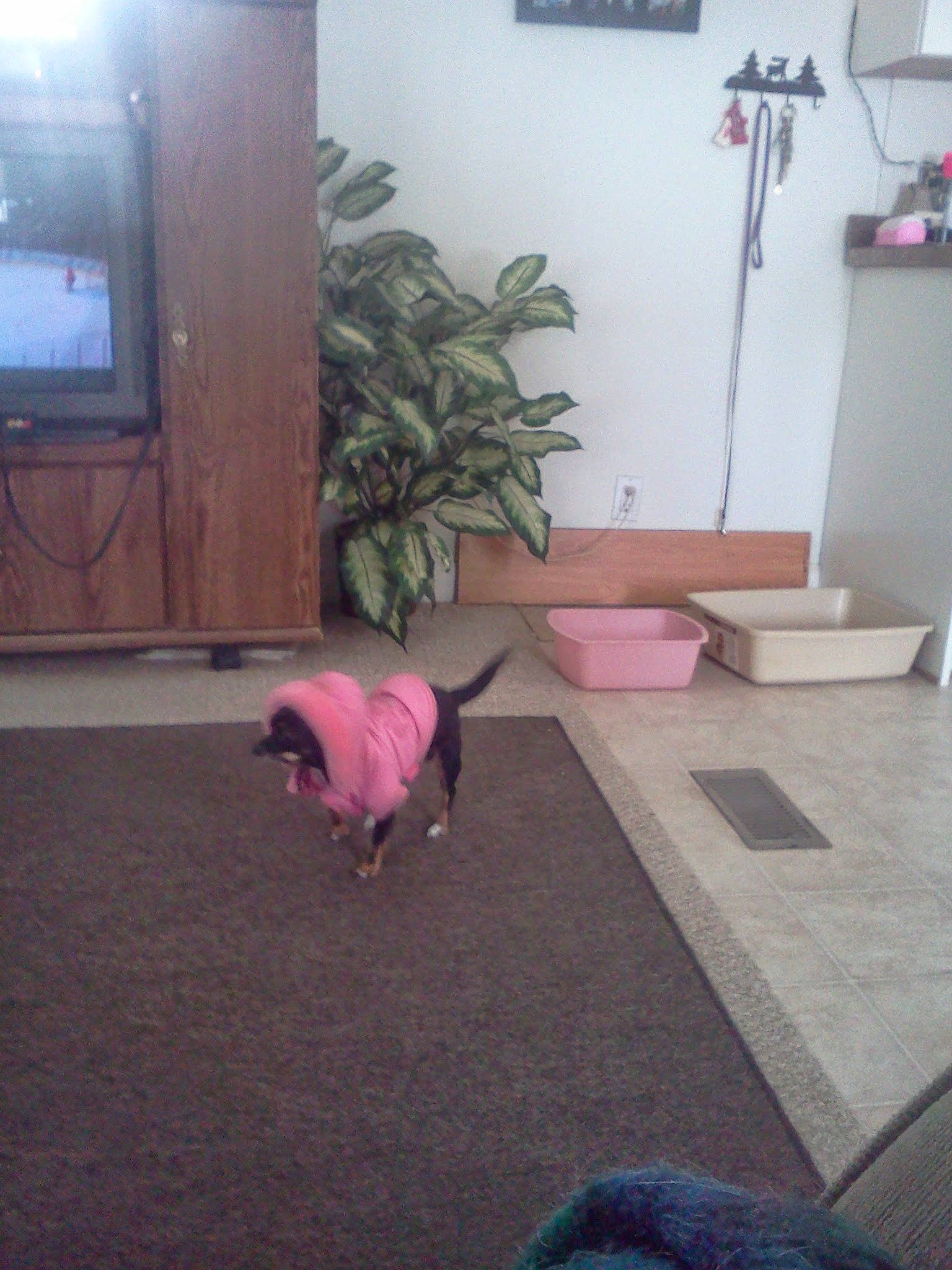 Winnie Poo is registered to the contest to win money with this photo: carnivore, carpet, comfort, companion_dog, dog, dog_breed, fawn, felidae, floor, flooring, hardwood, houseplant, interior_design, living_room, picture_frame, plant, purple, small_to_medium_sized_cats, tail, wood