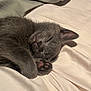 animal, bed, blanket, cat, closeup, cozy, cute, domestic_animal, feline, fur, gray_cat, indoor, nap, paw, pet, relaxed, resting, sleeping, soft, whiskers