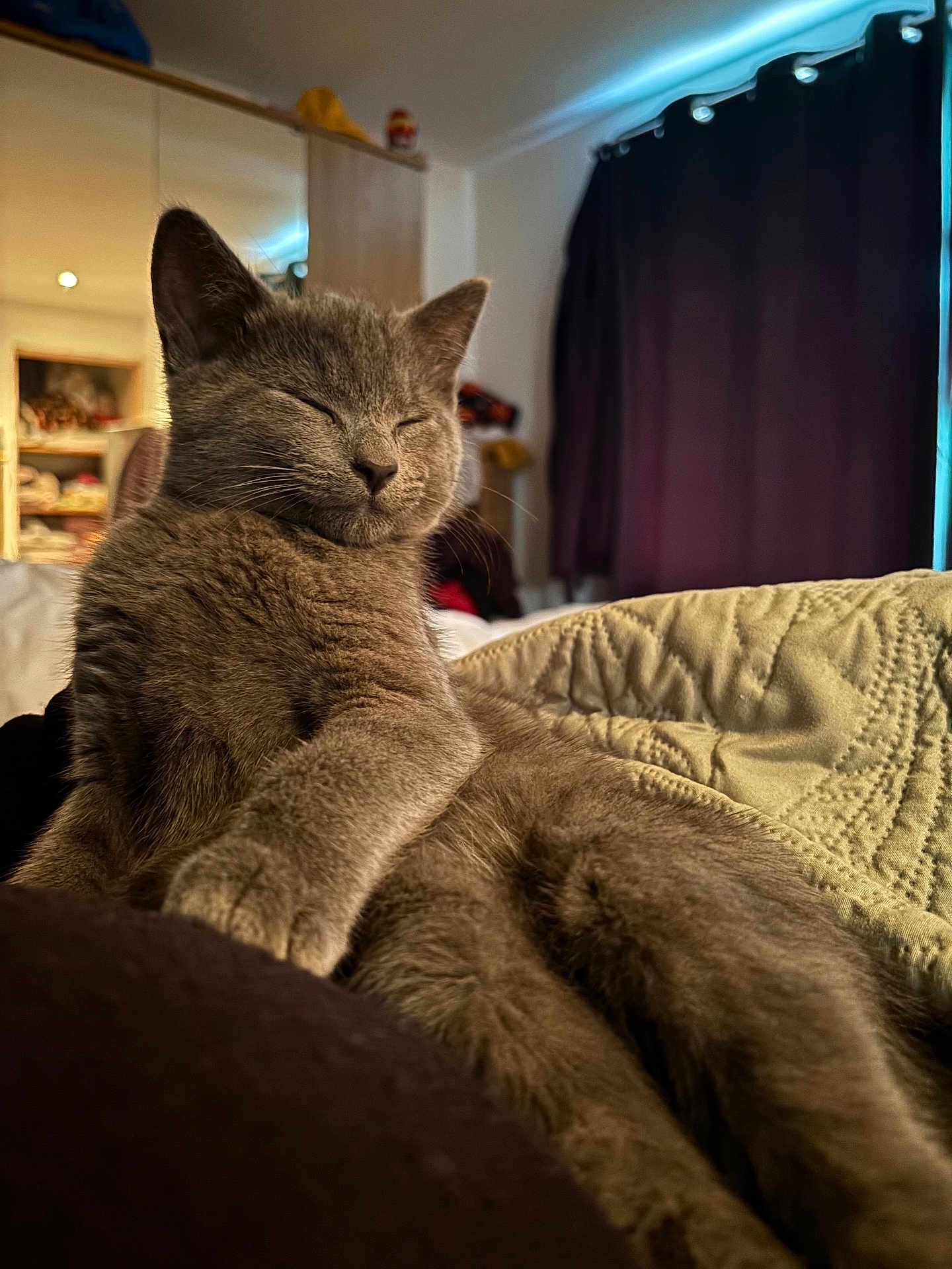 Whispa joined the competition — help win amazing prizes! blanket, cat, close_up, comfort, cozy, curtains, domestic_animal, feline, fur, furniture, gray_cat, home, indoor, pet, relaxing, resting, sleeping, soft_light, whiskers, wooden_cabinet