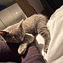 Whispa is registered to the contest to win money with this photo: arm, bed, cat, closeup, comfort, cozy, feline, fur, gray_cat, human, indoor, knitwear, peaceful, pet, quiet, relaxation, resting, sleeping, soft, warm