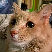 Marie is registered to the contest to win money with this photo: animal, cat, close_up, cozy, curious, cute, domestic_cat, ears, eyes, feline, fur, indoor, mammal, nose, orange_cat, pet, portrait, soft_fur, whiskers