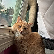 Marie joined the competition — help win amazing prizes! cat, ginger_cat, fluffy, window, curtain, tail, indoor, pet, feline, animal, looking, fur, whiskers, domestic_animal, cozy, seated, soft_light, close_up, house, curious