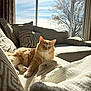 Marie is registered to the contest to win money with this photo: cat, orange_cat, fluffy, couch, pillows, blanket, window, sunlight, indoor, living_room, cozy, relaxed, pet, feline, home, daylight, tree, sky, patterned_pillows, resting