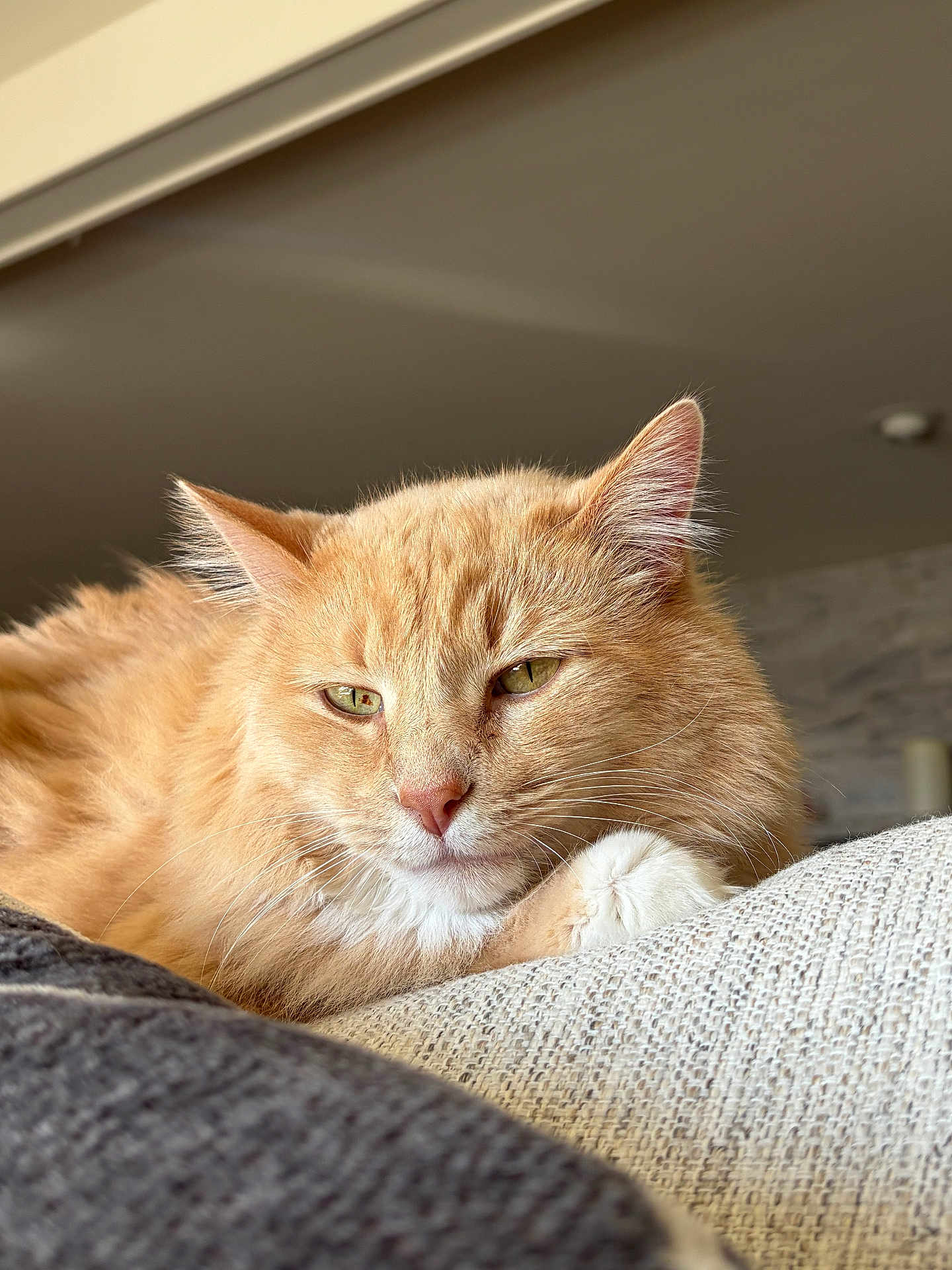 Marie is registered to the contest to win money with this photo: cat, orange_cat, fluffy, indoor, couch, relaxed, pet, feline, close_up, resting, texture, whiskers, ears, paw, domestic_animal, cozy, soft_light, comfort, animal, fur