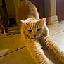 Marie is registered to the contest to win money with this photo: animal, background, cat, curious, cute, domestic, ears, feline, floor, home, indoor, mammal, orange_cat, pet, shadow, stretching, tail, tile_floor, two_cats, whiskers