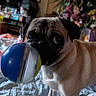 dog, pug, pet, animal, toy, ball, indoors, bed, bedroom, portrait, close_up, standing, black_face, wrinkled, short_hair, brown_and_white, cute, playful, flowers, home