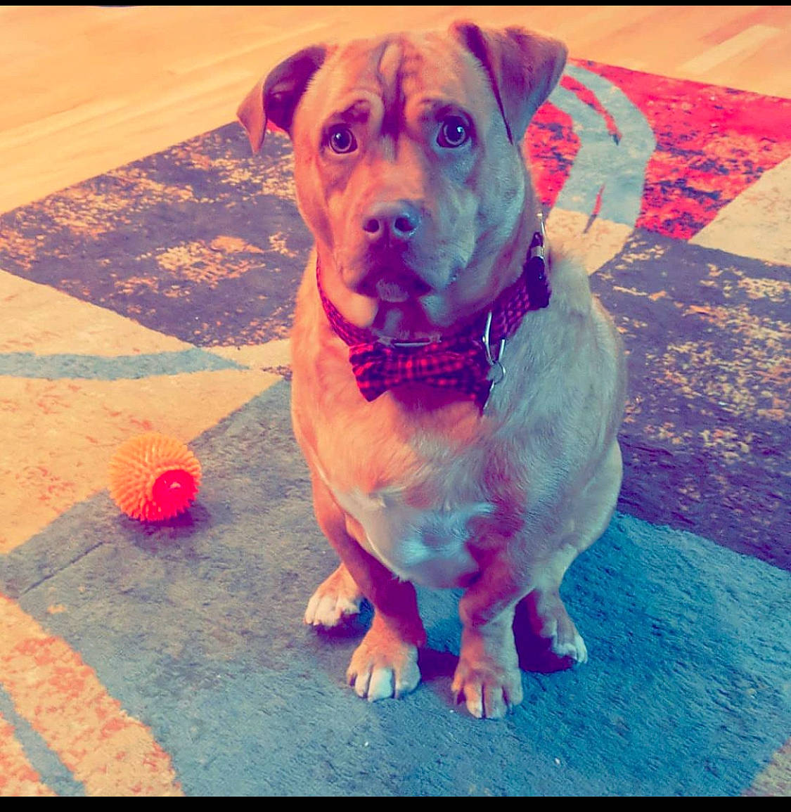 Bowie joined the competition — help win amazing prizes! carnivore, cloud, companion_dog, dog, dog_breed, dog_clothes, dog_collar, dog_supply, electric_blue, fawn, flooring, happy, magenta, metal, pet_supply, sporting_group, square, tints_and_shades, toy_dog, working_animal