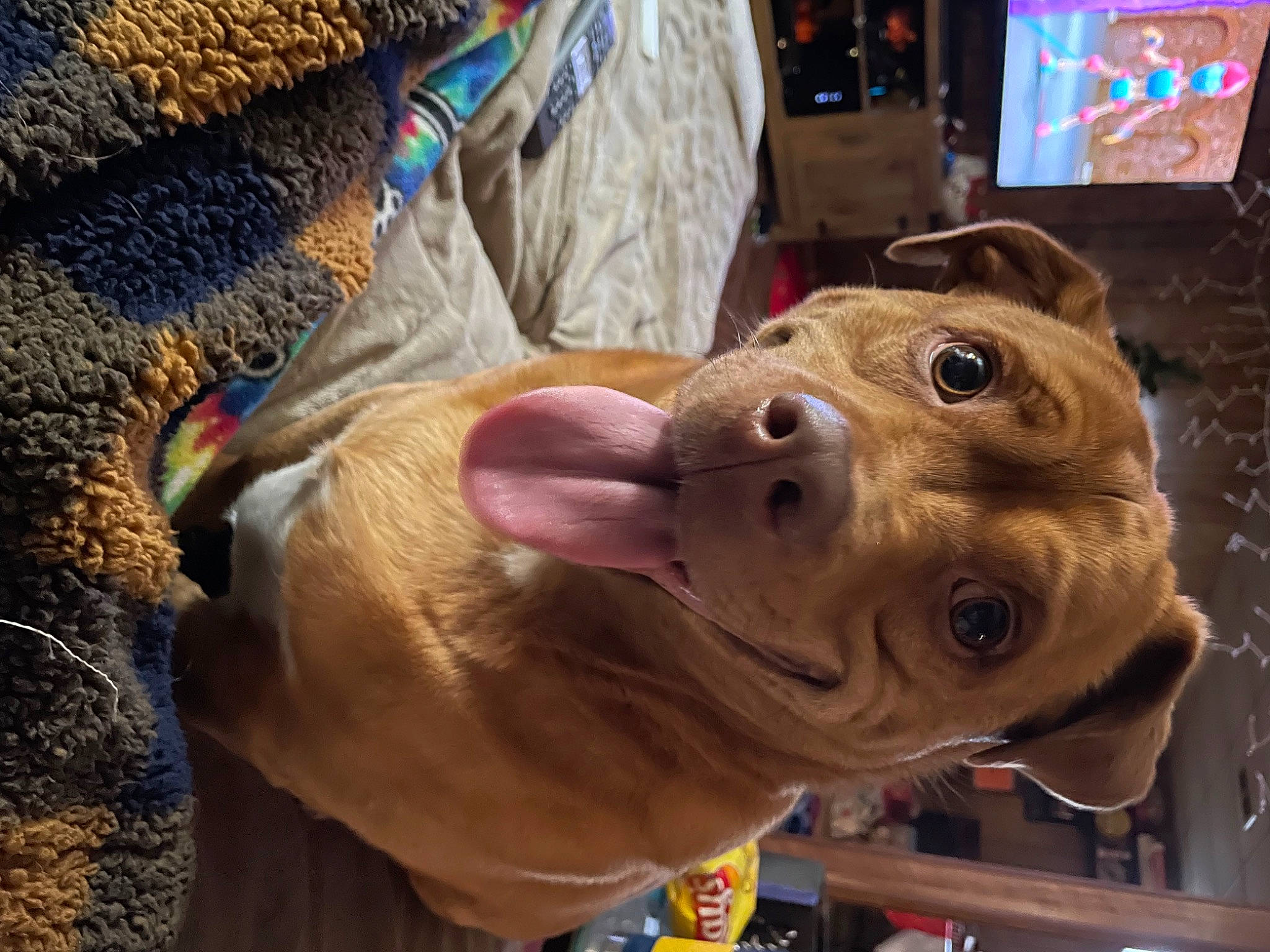 Bowie is registered to the contest to win money with this photo: canidae, carnivore, collar, companion_dog, dog, dog_breed, ear, fawn, fun, fur, liver, natural_material, personal_protective_equipment, snout, sporting_group, whiskers, wood, working_animal, wrinkle