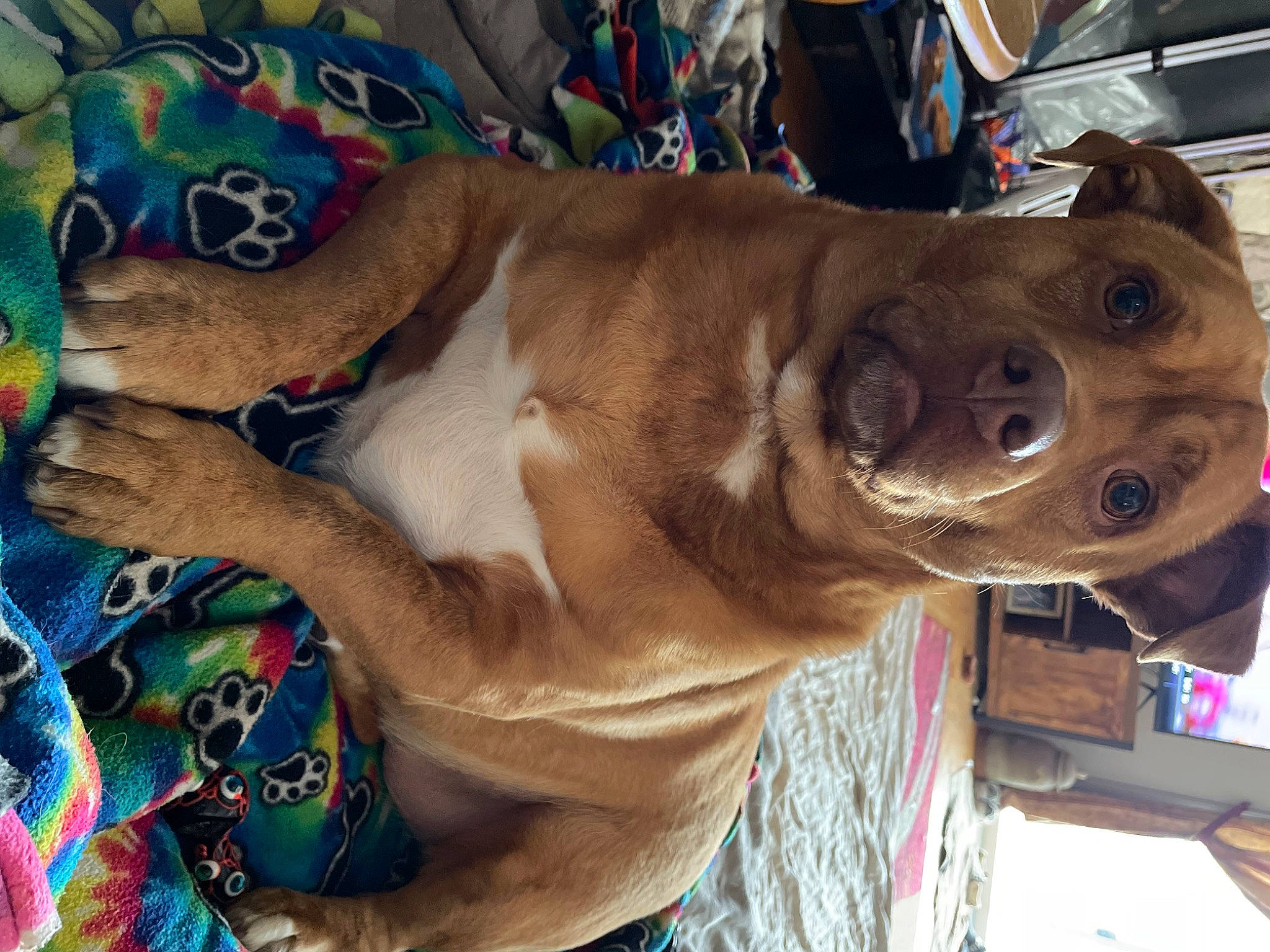 Bowie joined the competition — help win amazing prizes! canidae, carnivore, collar, companion_dog, dog, dog_breed, dog_collar, fashion_accessory, fawn, fur, guard_dog, jaw, leash, liver, non_sporting_group, pet_supply, selfie, sporting_group, whiskers, working_animal