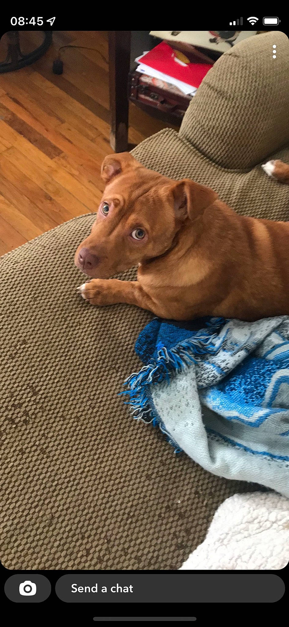 Bowie joined the competition — help win amazing prizes! carnivore, comfort, companion_dog, dog, dog_breed, dog_supply, electric_blue, fawn, flooring, fur, hardwood, linens, liver, snout, sporting_group, terrestrial_animal, whiskers, wood, working_animal, wrinkle