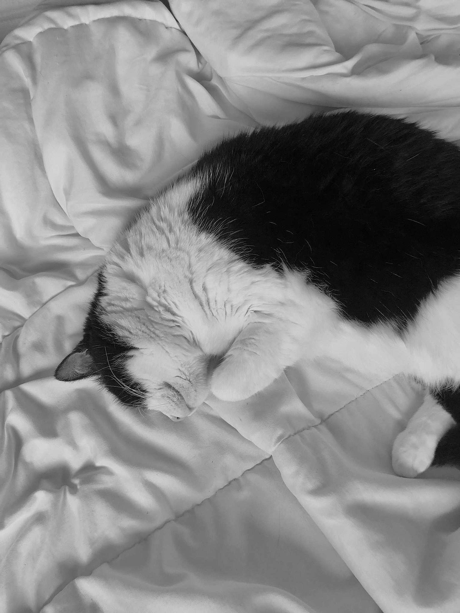 Biscuit a rejoint le concours — aidez-le/la à gagner de superbes lots ! bedding, carnivore, cat, claw, comfort, domestic_short_haired_cat, felidae, fur, gesture, grey, linens, monochrome, monochrome_photography, nap, paw, small_to_medium_sized_cats, snout, tail, textile, whiskers