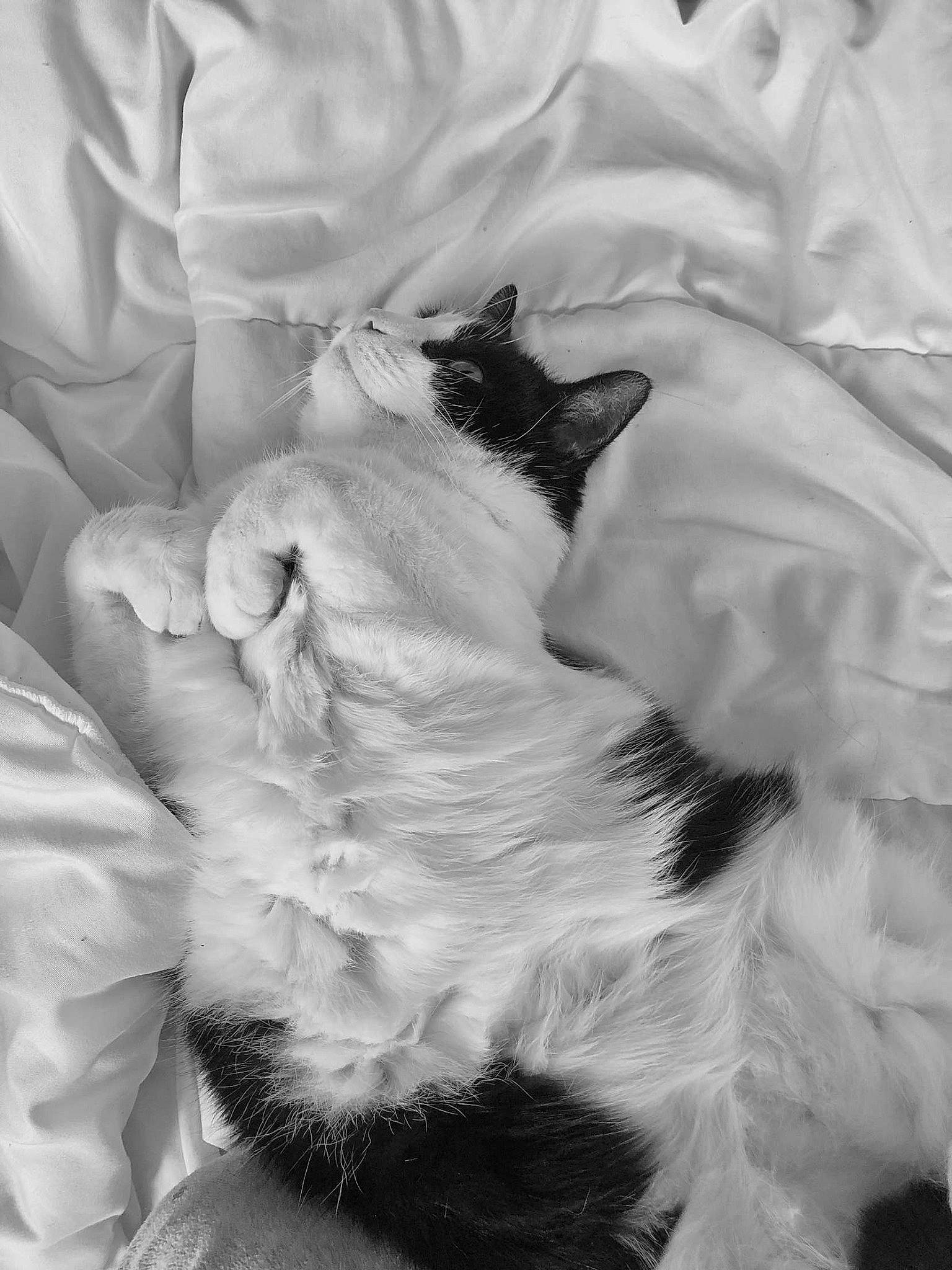 Biscuit a rejoint le concours — aidez-le/la à gagner de superbes lots ! black_and_white, carnivore, cat, comfort, companion_dog, dog_breed, domestic_short_haired_cat, felidae, fur, gesture, grey, human_leg, monochrome, monochrome_photography, paw, small_to_medium_sized_cats, snout, style, tail, whiskers