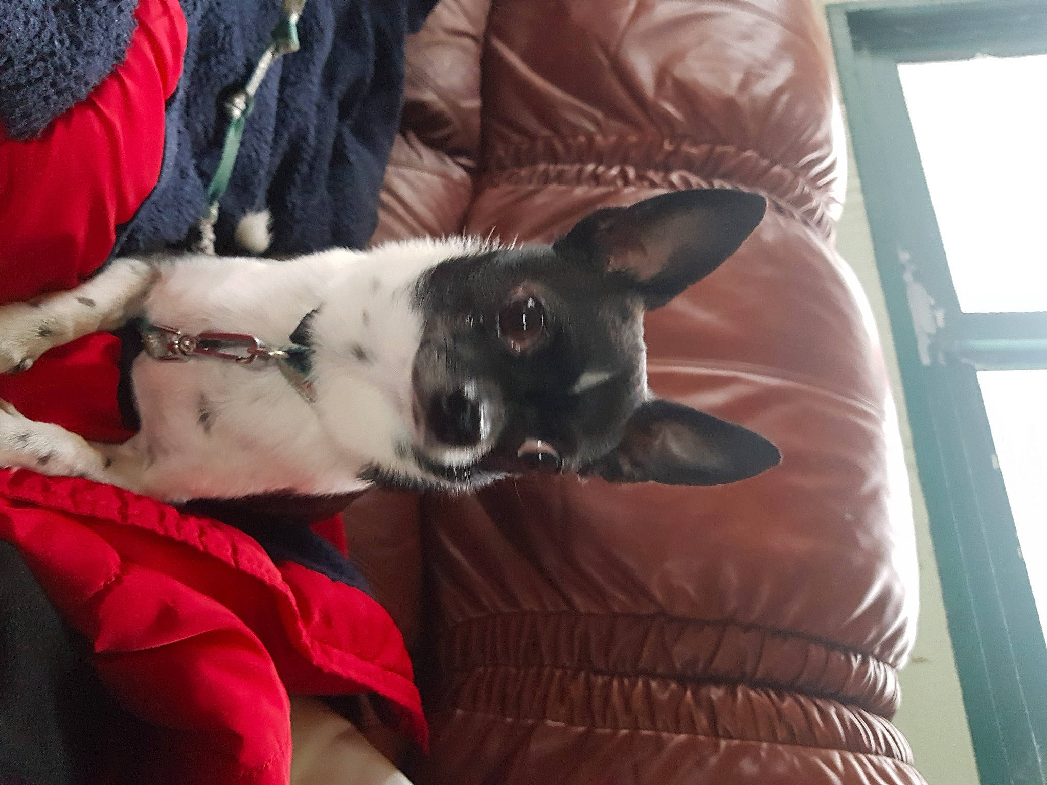 Simba participe au concours pour gagner de l'argent avec cette photo : canidae, carnivore, comfort, companion_dog, couch, dog, dog_breed, dog_supply, fawn, felidae, fur, linens, paw, plaid, small_to_medium_sized_cats, sporting_group, tartan, toy_dog, whiskers, working_animal