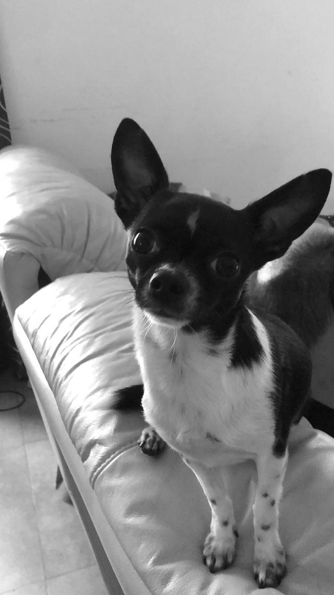 Simba a rejoint le concours — aidez-le/la à gagner de superbes lots ! canidae, carnivore, chihuahua, comfort, companion_dog, couch, dog, dog_breed, ear, monochrome, monochrome_photography, non_sporting_group, photography, snout, sporting_group, terrestrial_animal, terrier, toy_dog, whiskers, working_animal