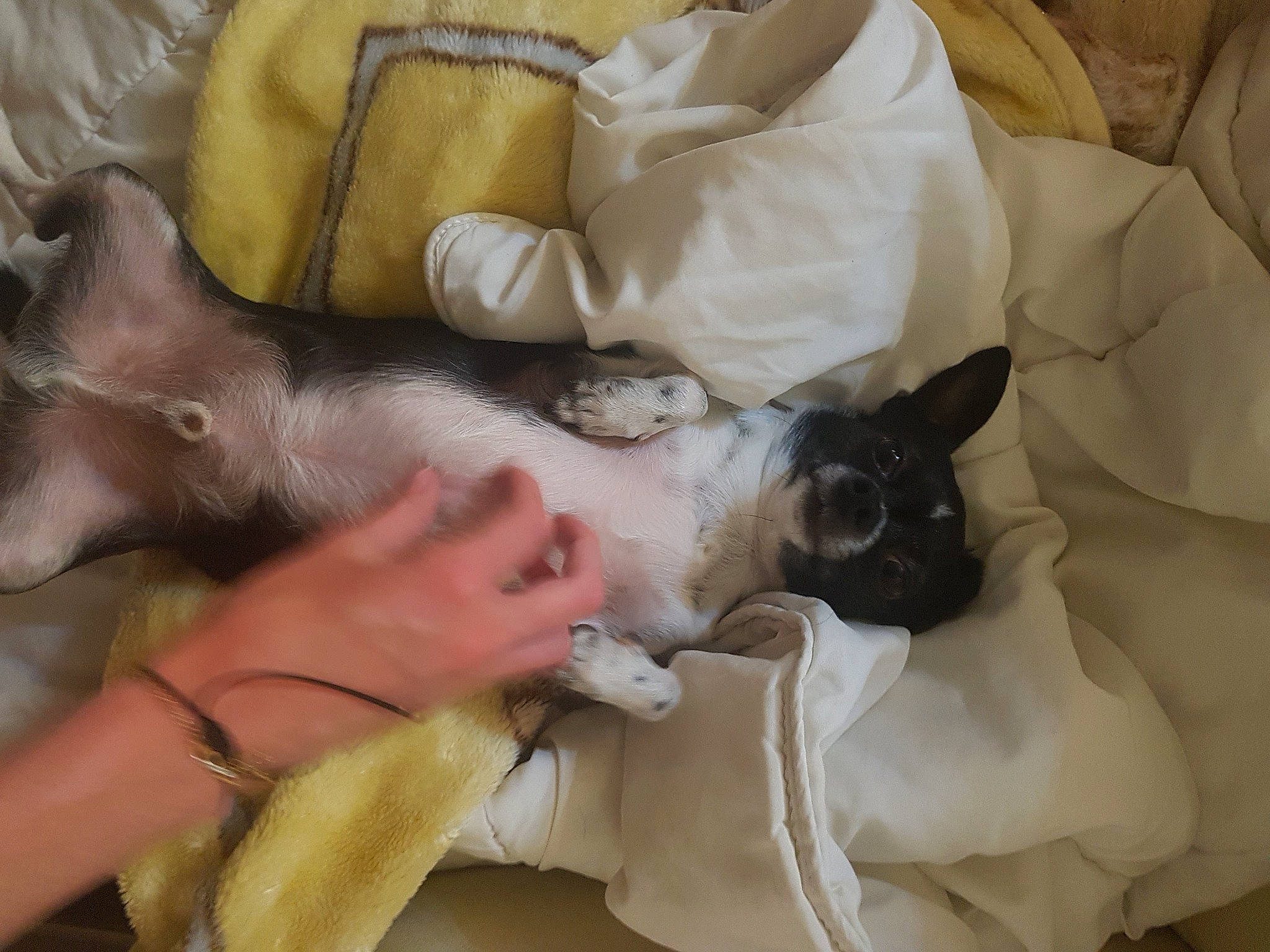 Simba participe au concours pour gagner de l'argent avec cette photo : canidae, carnivore, cat, comfort, companion_dog, dog_breed, fawn, felidae, fur, linens, nap, non_sporting_group, siamese, small_to_medium_sized_cats, sporting_group, thai, toy_dog, vertebrate, whiskers, working_animal