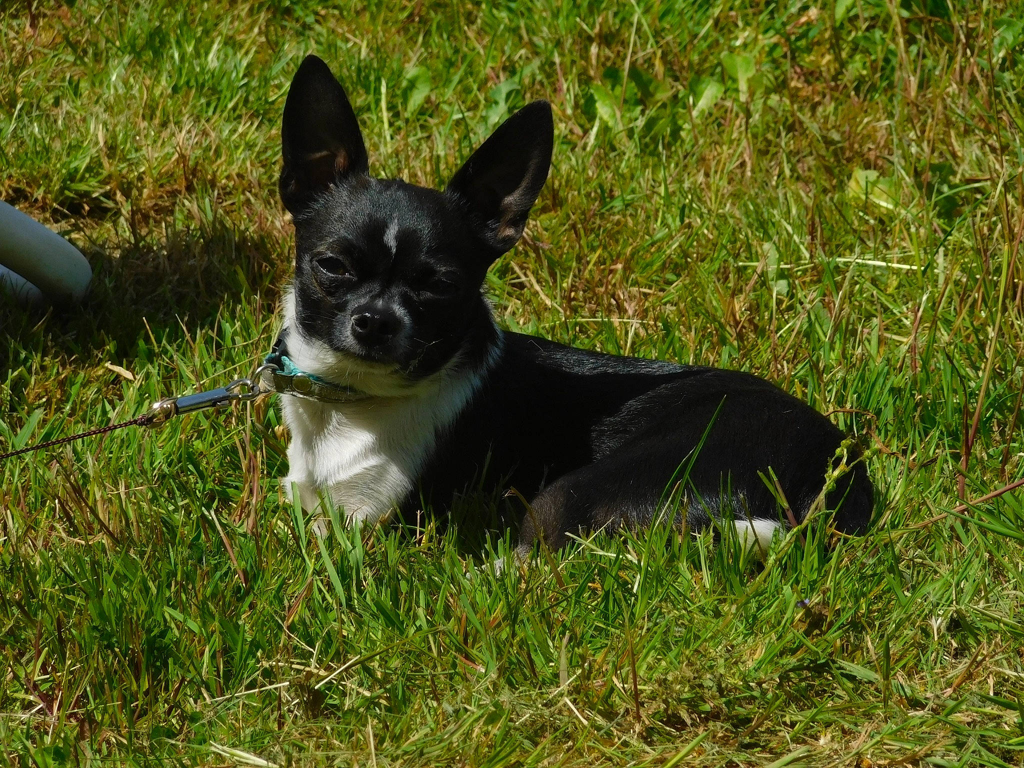 Simba a rejoint le concours — aidez-le/la à gagner de superbes lots ! canidae, carnivore, chihuahua, collar, companion_dog, dog, dog_breed, dog_supply, fawn, grass, non_sporting_group, plant, russkiy_toy, snout, sporting_group, tail, terrestrial_animal, terrier, toy_dog, working_animal