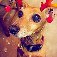 Mr. Sweetface is registered to the contest to win money with this photo: dog, pet, reindeer_antlers, holiday, festive, indoor, brown_dog, collar, tag, close_up, looking_up, wooden_chair, floor, cute, animal, christmas, decoration, snow_effect, canine, portrait
