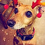 dog, pet, reindeer_antlers, holiday, festive, indoor, brown_dog, collar, tag, close_up, looking_up, wooden_chair, floor, cute, animal, christmas, decoration, snow_effect, canine, portrait