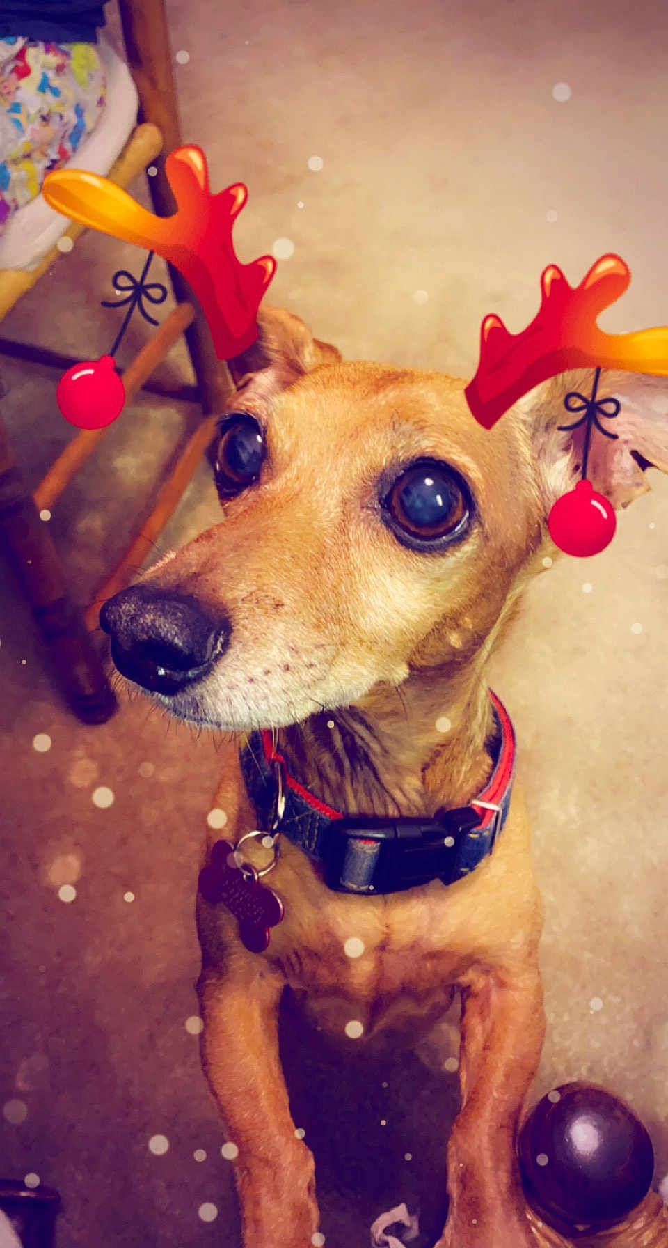 Mr. Sweetface is registered to the contest to win money with this photo: dog, pet, reindeer_antlers, holiday, festive, indoor, brown_dog, collar, tag, close_up, looking_up, wooden_chair, floor, cute, animal, christmas, decoration, snow_effect, canine, portrait